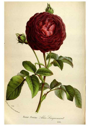Reproducción/Reproduction 49587561598: Flore des serres et des jardins de l'Europe. A Gand :chez Louis van Houtte, eÌditeur,1845-1880.. 