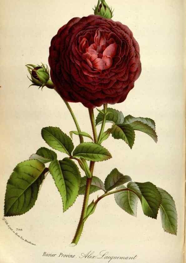 Reproducción/Reproduction 49587561598: Flore des serres et des jardins de l'Europe. A Gand :chez Louis van Houtte, eÌditeur,1845-1880.. 