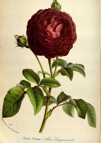 Reproducción/Reproduction 49587561598: Flore des serres et des jardins de l'Europe. A Gand :chez Louis van Houtte, eÌditeur,1845-1880.. 