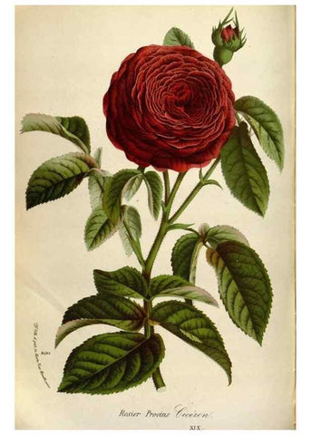 Reproducción/Reproduction 49587561888: Flore des serres et des jardins de l'Europe. A Gand :chez Louis van Houtte, eÌditeur,1845-1880.. 