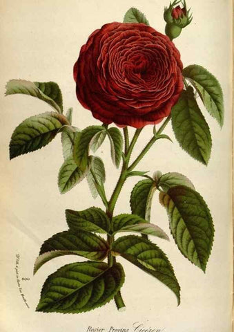 Reproducción/Reproduction 49587561888: Flore des serres et des jardins de l'Europe. A Gand :chez Louis van Houtte, eÌditeur,1845-1880.. 