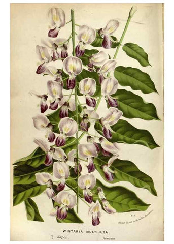 Reproducción/Reproduction 49588296522: Flore des serres et des jardins de l'Europe. A Gand :chez Louis van Houtte, eÌditeur,1845-1880.. 