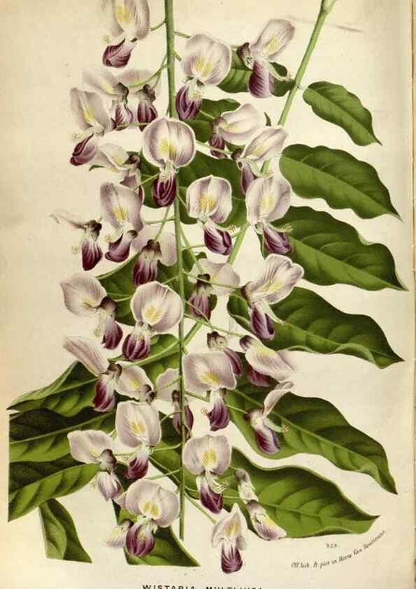 Reproducción/Reproduction 49588296522: Flore des serres et des jardins de l'Europe. A Gand :chez Louis van Houtte, eÌditeur,1845-1880.. 