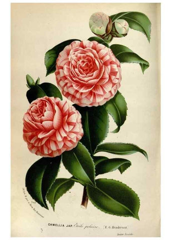Reproducción/Reproduction 49587558063: Flore des serres et des jardins de l'Europe. A Gand :chez Louis van Houtte, eÌditeur,1845-1880.. 