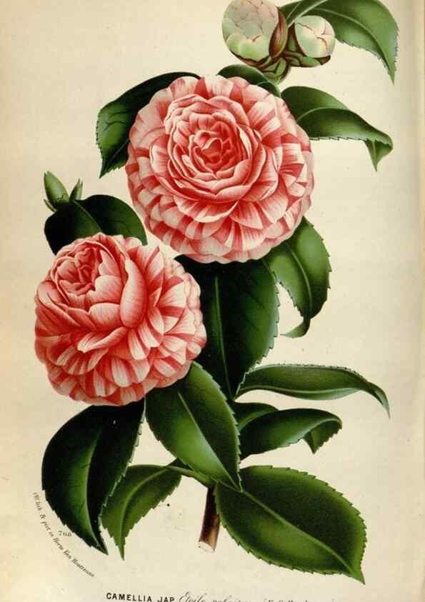 Reproducción/Reproduction 49587558063: Flore des serres et des jardins de l'Europe. A Gand :chez Louis van Houtte, eÌditeur,1845-1880.. 