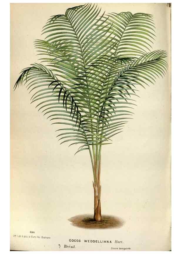 Reproducción/Reproduction 49588296032: Flore des serres et des jardins de l'Europe. A Gand :chez Louis van Houtte, eÌditeur,1845-1880.. 