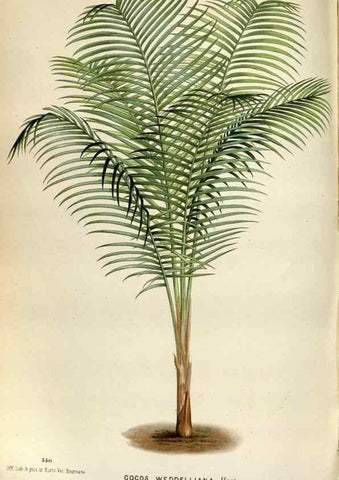 Reproducción/Reproduction 49588296032: Flore des serres et des jardins de l'Europe. A Gand :chez Louis van Houtte, eÌditeur,1845-1880.. 