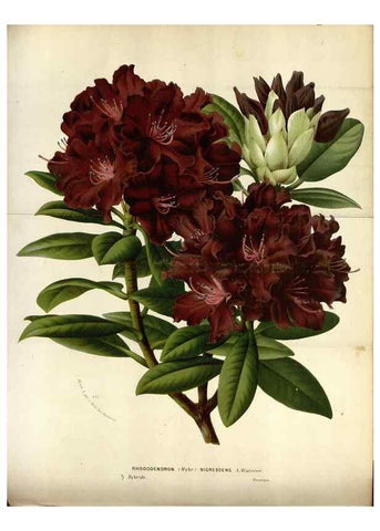 Reproducción/Reproduction 49587557538: Flore des serres et des jardins de l'Europe. A Gand :chez Louis van Houtte, eÌditeur,1845-1880.. 