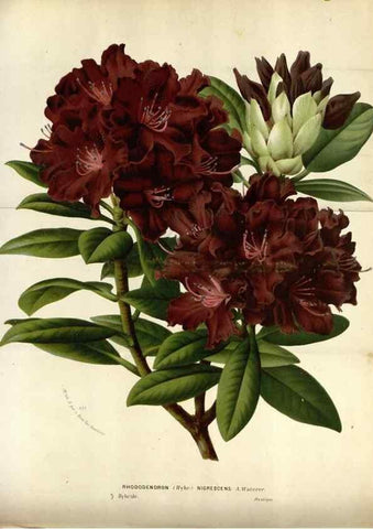 Reproducción/Reproduction 49587557538: Flore des serres et des jardins de l'Europe. A Gand :chez Louis van Houtte, eÌditeur,1845-1880.. 