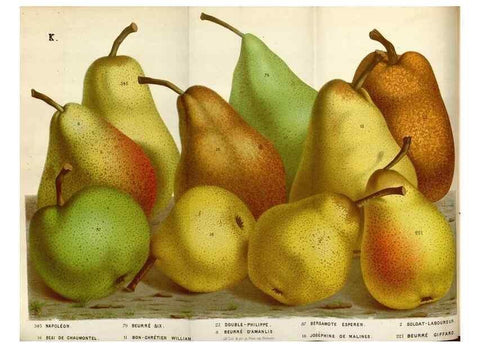 Reproducción/Reproduction 49587553538: Flore des serres et des jardins de l'Europe. A Gand :chez Louis van Houtte, eÌditeur,1845-1880.. 