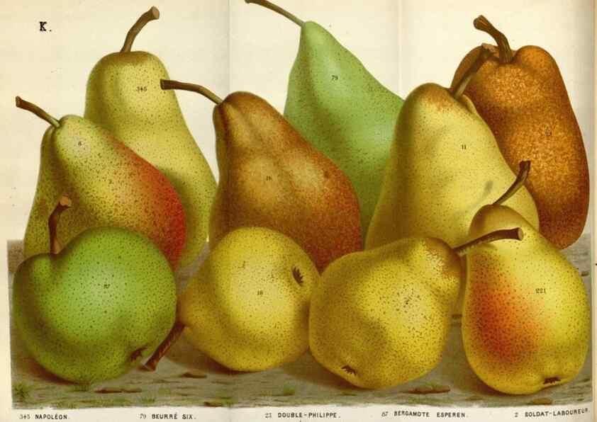 Reproducción/Reproduction 49587553538: Flore des serres et des jardins de l'Europe. A Gand :chez Louis van Houtte, eÌditeur,1845-1880.. 
