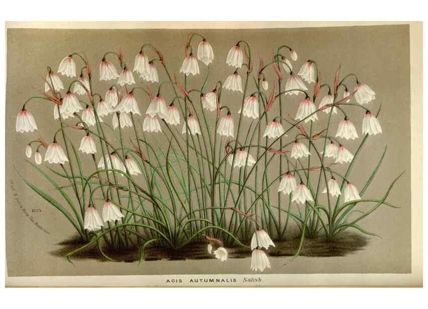 Reproducción/Reproduction 49588047441: Flore des serres et des jardins de l'Europe. A Gand :chez Louis van Houtte, eÌditeur,1845-1880.. 