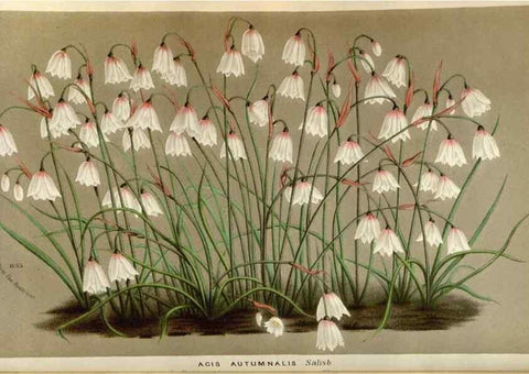 Reproducción/Reproduction 49588047441: Flore des serres et des jardins de l'Europe. A Gand :chez Louis van Houtte, eÌditeur,1845-1880.. 