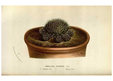 Reproducción/Reproduction 49588047651: Flore des serres et des jardins de l'Europe. A Gand :chez Louis van Houtte, eÌditeur,1845-1880.. 