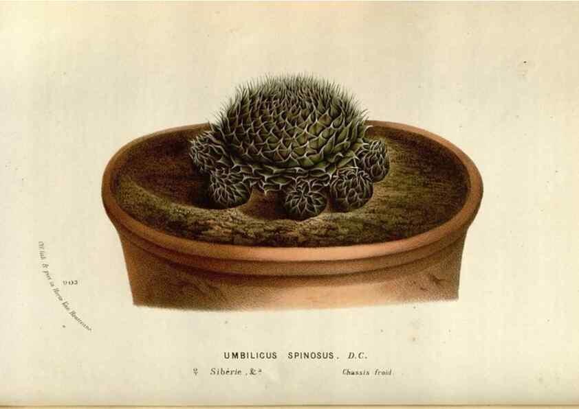 Reproducción/Reproduction 49588047651: Flore des serres et des jardins de l'Europe. A Gand :chez Louis van Houtte, eÌditeur,1845-1880.. 