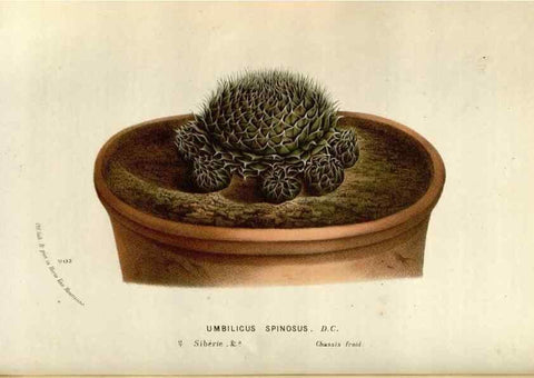 Reproducción/Reproduction 49588047651: Flore des serres et des jardins de l'Europe. A Gand :chez Louis van Houtte, eÌditeur,1845-1880.. 