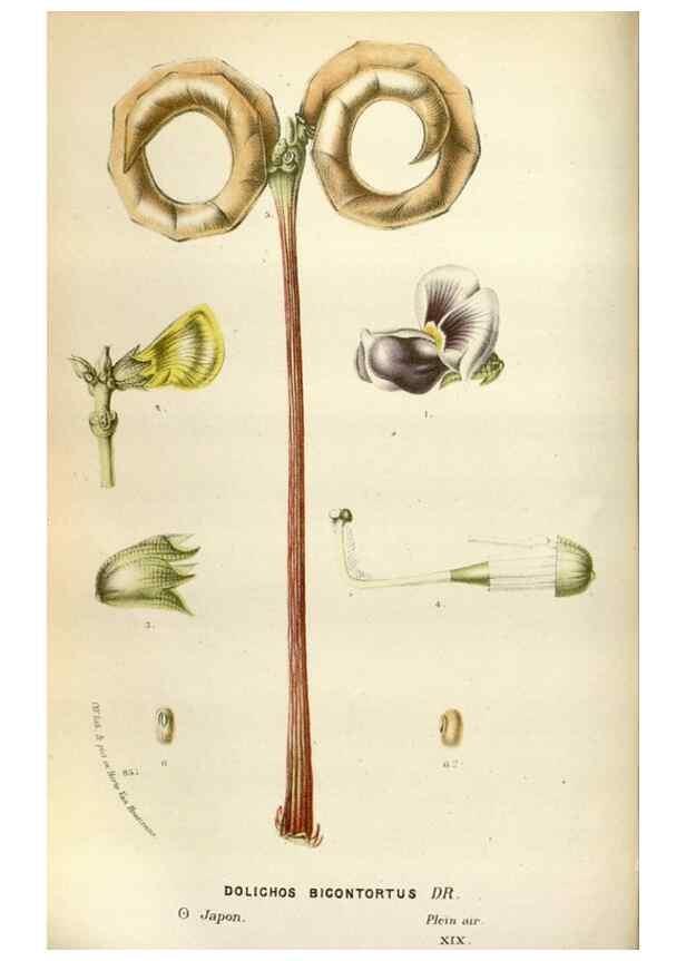 Reproducción/Reproduction 49588047946: Flore des serres et des jardins de l'Europe. A Gand :chez Louis van Houtte, eÌditeur,1845-1880.. 