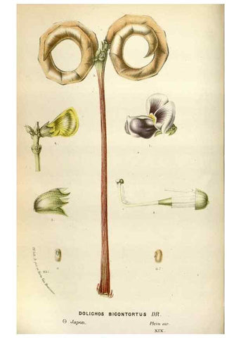 Reproducción/Reproduction 49588047946: Flore des serres et des jardins de l'Europe. A Gand :chez Louis van Houtte, eÌditeur,1845-1880.. 