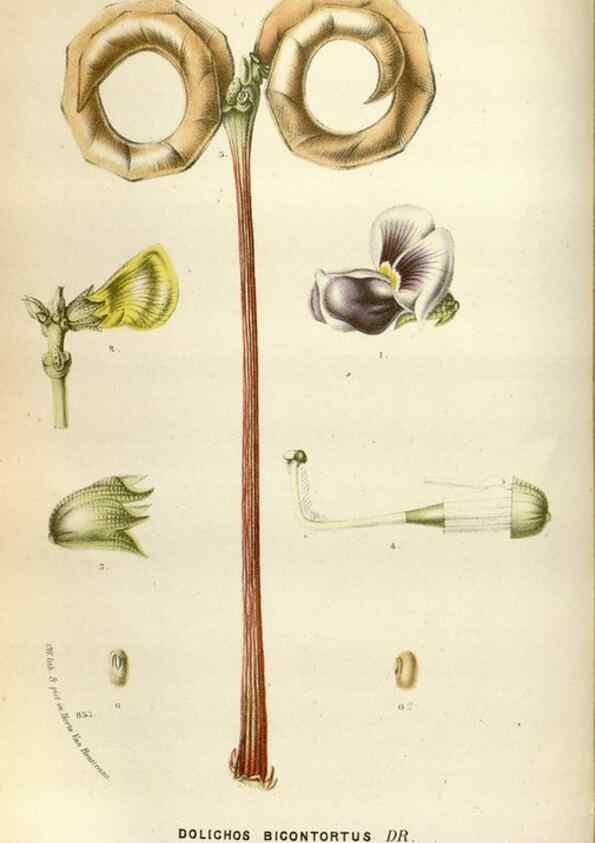 Reproducción/Reproduction 49588047946: Flore des serres et des jardins de l'Europe. A Gand :chez Louis van Houtte, eÌditeur,1845-1880.. 