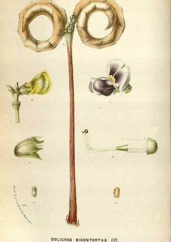 Reproducción/Reproduction 49588047946: Flore des serres et des jardins de l'Europe. A Gand :chez Louis van Houtte, eÌditeur,1845-1880.. 