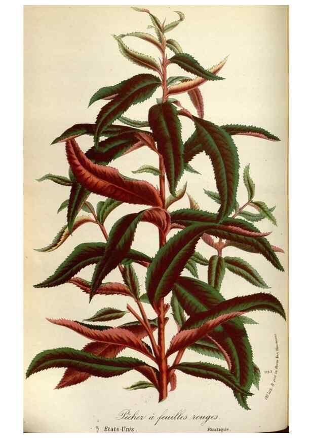 Reproducción/Reproduction 49588292697: Flore des serres et des jardins de l'Europe. A Gand :chez Louis van Houtte, eÌditeur,1845-1880.. 