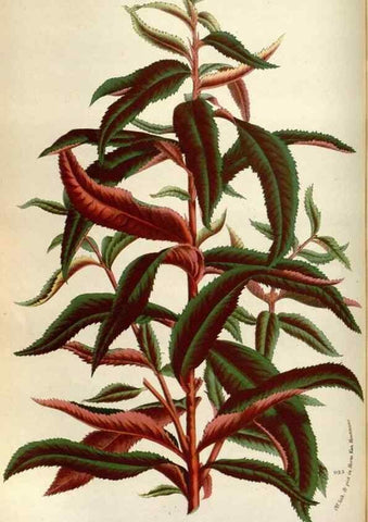 Reproducción/Reproduction 49588292697: Flore des serres et des jardins de l'Europe. A Gand :chez Louis van Houtte, eÌditeur,1845-1880.. 