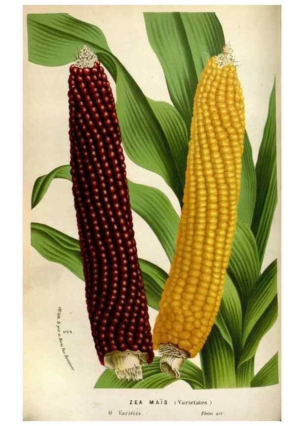 Reproducción/Reproduction 49588293007: Flore des serres et des jardins de l'Europe. A Gand :chez Louis van Houtte, eÌditeur,1845-1880.. 