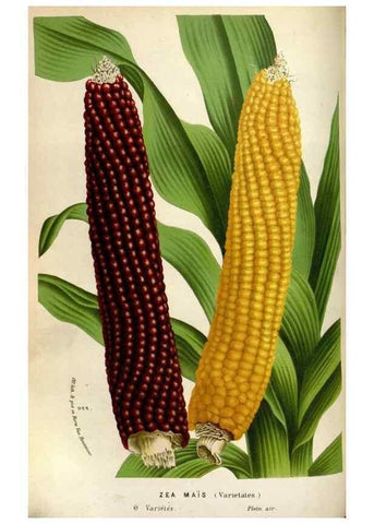 Reproducción/Reproduction 49588293007: Flore des serres et des jardins de l'Europe. A Gand :chez Louis van Houtte, eÌditeur,1845-1880.. 