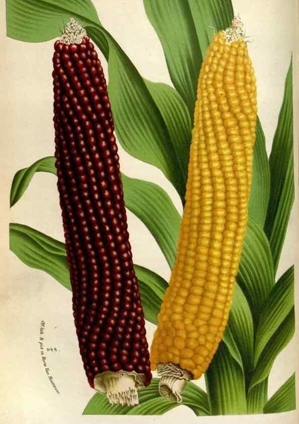 Reproducción/Reproduction 49588293007: Flore des serres et des jardins de l'Europe. A Gand :chez Louis van Houtte, eÌditeur,1845-1880.. 