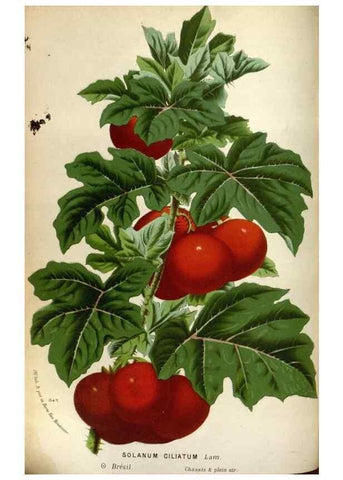 Reproducción/Reproduction 49588293227: Flore des serres et des jardins de l'Europe. A Gand :chez Louis van Houtte, eÌditeur,1845-1880.. 