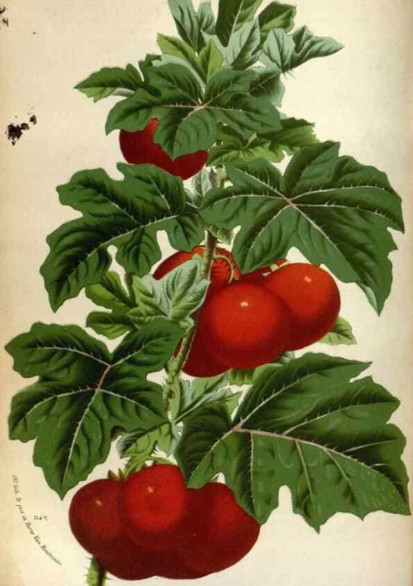 Reproducción/Reproduction 49588293227: Flore des serres et des jardins de l'Europe. A Gand :chez Louis van Houtte, eÌditeur,1845-1880.. 