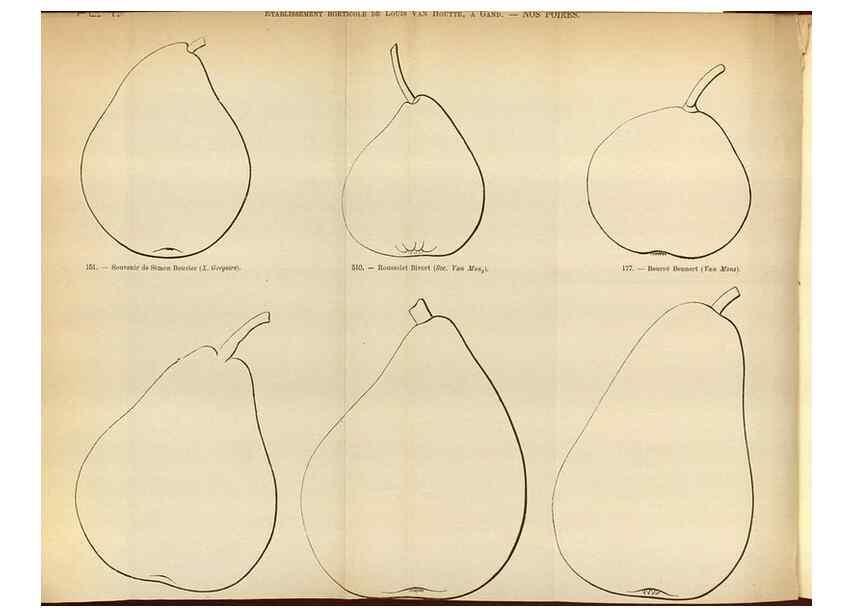 Reproducción/Reproduction 49587553078: Flore des serres et des jardins de l'Europe. A Gand :chez Louis van Houtte, eÌditeur,1845-1880.. 