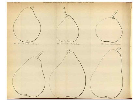Reproducción/Reproduction 49587553078: Flore des serres et des jardins de l'Europe. A Gand :chez Louis van Houtte, eÌditeur,1845-1880.. 