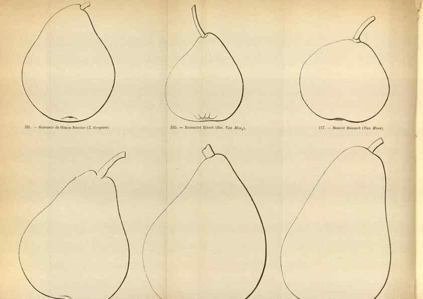 Reproducción/Reproduction 49587553078: Flore des serres et des jardins de l'Europe. A Gand :chez Louis van Houtte, eÌditeur,1845-1880.. 