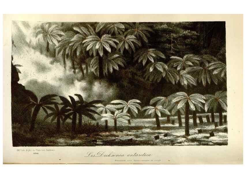 Reproducción/Reproduction 49588049081: Flore des serres et des jardins de l'Europe. A Gand :chez Louis van Houtte, eÌditeur,1845-1880.. 