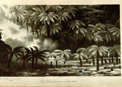 Reproducción/Reproduction 49588049081: Flore des serres et des jardins de l'Europe. A Gand :chez Louis van Houtte, eÌditeur,1845-1880.. 