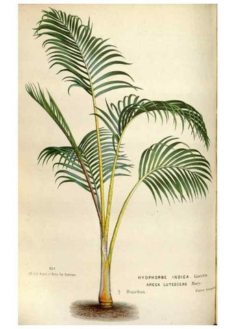 Reproducción/Reproduction 49587555738: Flore des serres et des jardins de l'Europe. A Gand :chez Louis van Houtte, eÌditeur,1845-1880.. 