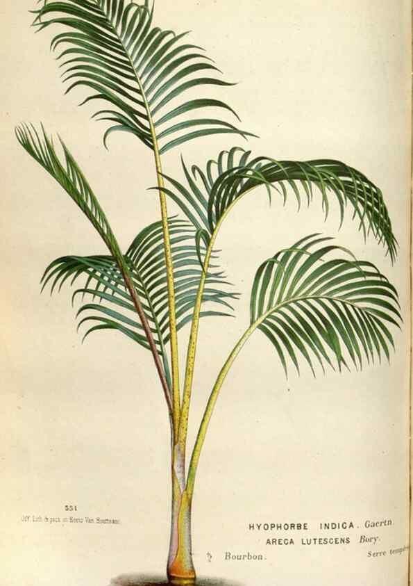 Reproducción/Reproduction 49587555738: Flore des serres et des jardins de l'Europe. A Gand :chez Louis van Houtte, eÌditeur,1845-1880.. 