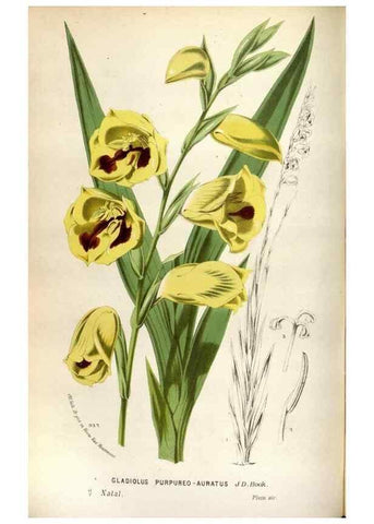 Reproducción/Reproduction 49587555978: Flore des serres et des jardins de l'Europe. A Gand :chez Louis van Houtte, eÌditeur,1845-1880.. 