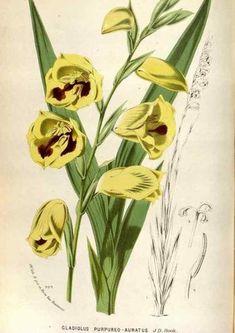 Reproducción/Reproduction 49587555978: Flore des serres et des jardins de l'Europe. A Gand :chez Louis van Houtte, eÌditeur,1845-1880.. 