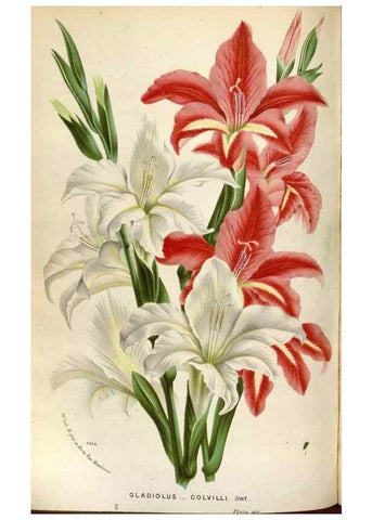 Reproducción/Reproduction 49587556233: Flore des serres et des jardins de l'Europe. A Gand :chez Louis van Houtte, eÌditeur,1845-1880.. 