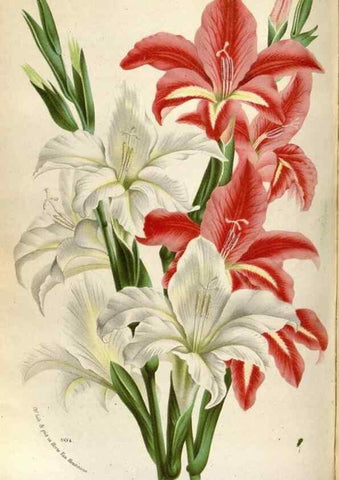 Reproducción/Reproduction 49587556233: Flore des serres et des jardins de l'Europe. A Gand :chez Louis van Houtte, eÌditeur,1845-1880.. 
