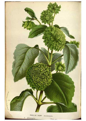 Reproducción/Reproduction 49588050381: Flore des serres et des jardins de l'Europe. A Gand :chez Louis van Houtte, eÌditeur,1845-1880.. 
