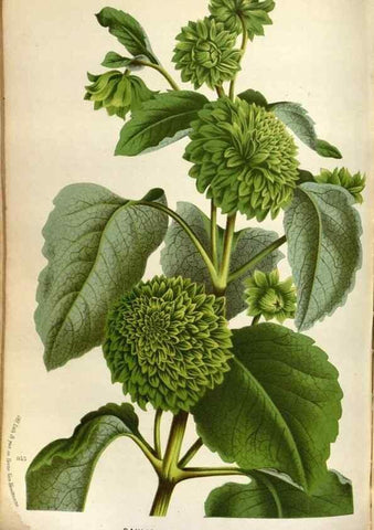 Reproducción/Reproduction 49588050381: Flore des serres et des jardins de l'Europe. A Gand :chez Louis van Houtte, eÌditeur,1845-1880.. 