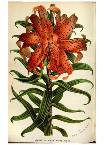 Reproducción/Reproduction 49588294942: Flore des serres et des jardins de l'Europe. A Gand :chez Louis van Houtte, eÌditeur,1845-1880.. 