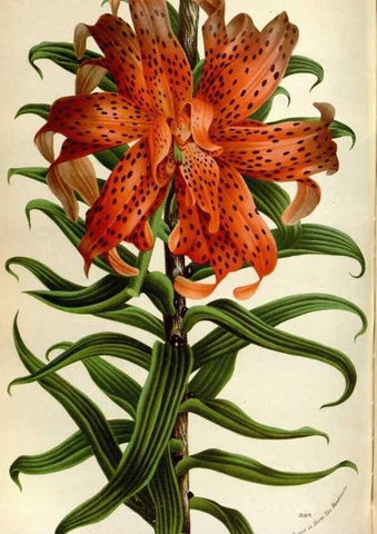 Reproducción/Reproduction 49588294942: Flore des serres et des jardins de l'Europe. A Gand :chez Louis van Houtte, eÌditeur,1845-1880.. 