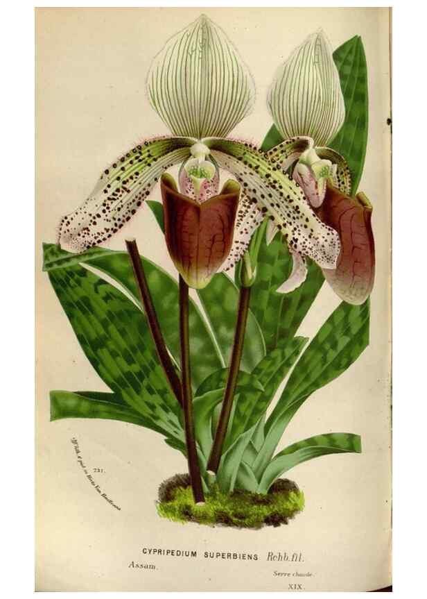 Reproducción/Reproduction 49588295342: Flore des serres et des jardins de l'Europe. A Gand :chez Louis van Houtte, eÌditeur,1845-1880.. 