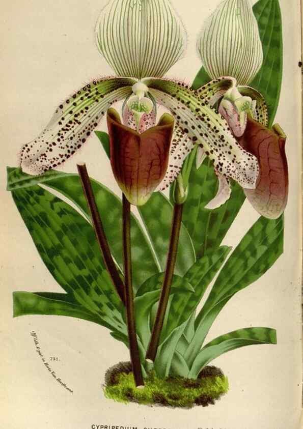 Reproducción/Reproduction 49588295342: Flore des serres et des jardins de l'Europe. A Gand :chez Louis van Houtte, eÌditeur,1845-1880.. 