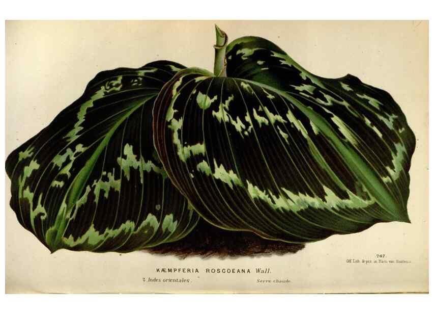 Reproducción/Reproduction 49588295507: Flore des serres et des jardins de l'Europe. A Gand :chez Louis van Houtte, eÌditeur,1845-1880.. 