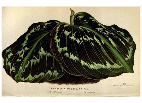 Reproducción/Reproduction 49588295507: Flore des serres et des jardins de l'Europe. A Gand :chez Louis van Houtte, eÌditeur,1845-1880.. 